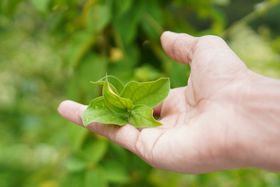 Using Gymnema Sylvestre for Weight Loss: An Expert's Take