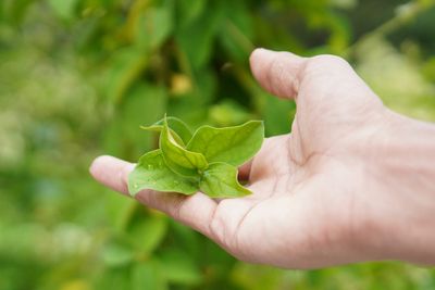 Close-up of a person's hand holding a Gymnema sylvestre medicinal plant leaf