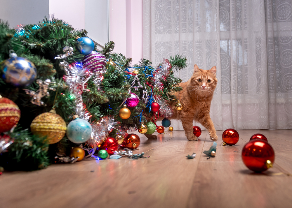 A ginger cat looking guilty next to a knocked-down Christmas Tree