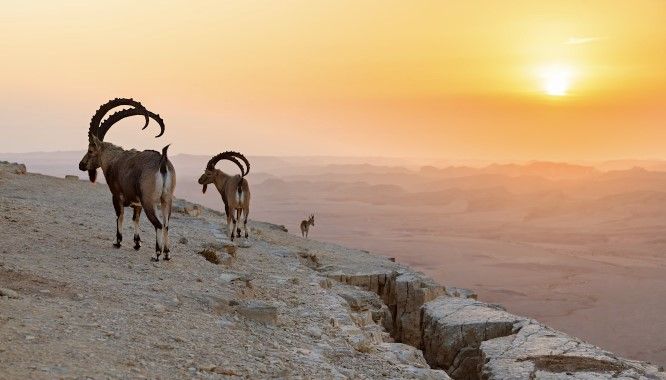 Israel Holy land tour negev desert 