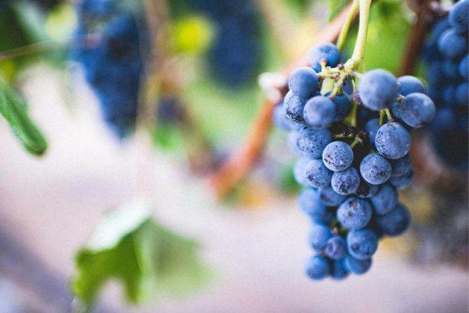 A close up of grapes.