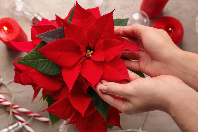 Hands holding a Poinsettia