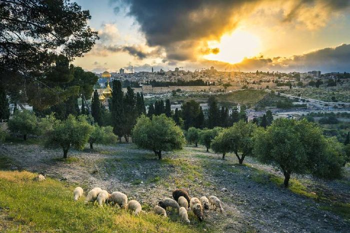 A landscape with a city in the background.