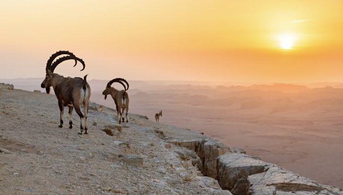 Israel Holy land tour negev desert 