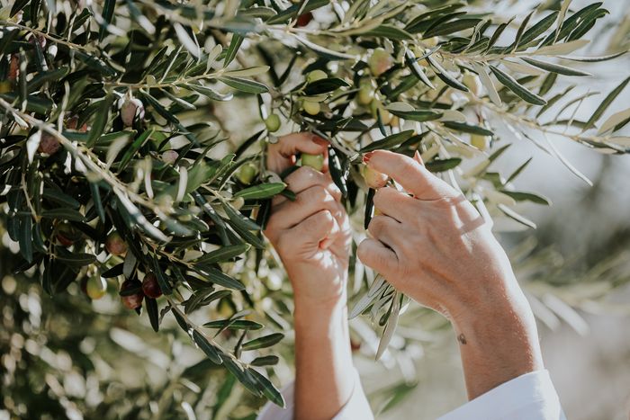 a woman is picking olives from a tree