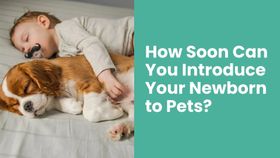 How Soon Can You Introduce Your Newborn to Pets?