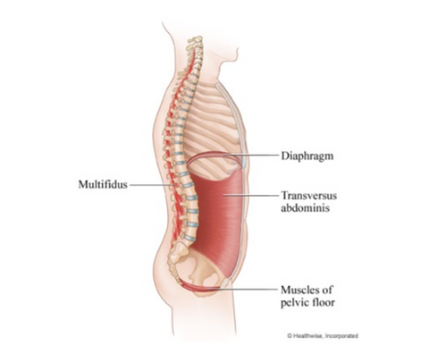 Pelvic floor illustration