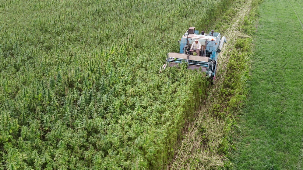 Large field of industrial cannabis being grown outdoors and cultivated with heavy machinery