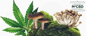 CBD And Mushrooms Together At Last: Interview With Cannabotech’s Dr. Basem Fares