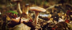 Functional Mushrooms Benefits: How Mushrooms May Supercharge Your Immune System