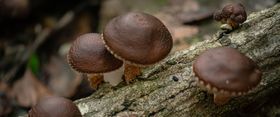 An Evidence-Based Guide To Shiitake Mushrooms: 5 Scientifically-Proven Benefits