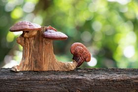 Reishi Mushroom for Cancer: Benefits, Treatment, Research, and More