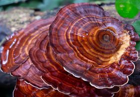 6 Potential Side Effects of Turkey Tail Mushrooms
