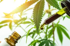 Full-Spectrum CBD: What Is It, Benefits, Legality, & More 