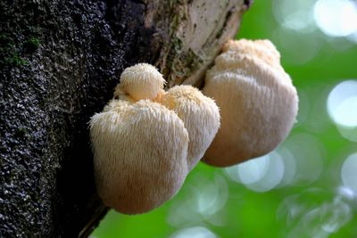 Natural Lion's Mane mushrooms growing in nature on the side of a tree