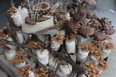 Different medicinal mushroom species with skin benefits collected and dried