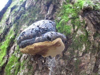 Spongy black hoof fungus growing on tree