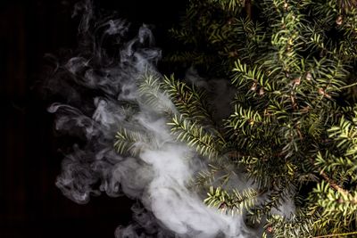 Smoke billowing out of pine tree and leaves