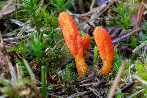 Wild Cordyceps militaris growing on a thriving forest floor surrounded by other greenery