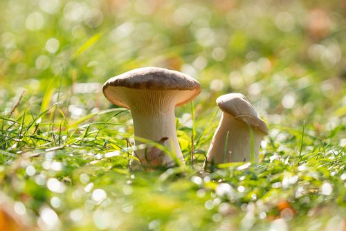 Two King Trumpet mushrooms growing in an open green field