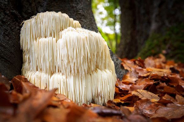 Fibrous Lion's Mane mushrooms growing on the side of a tree in a dense forest