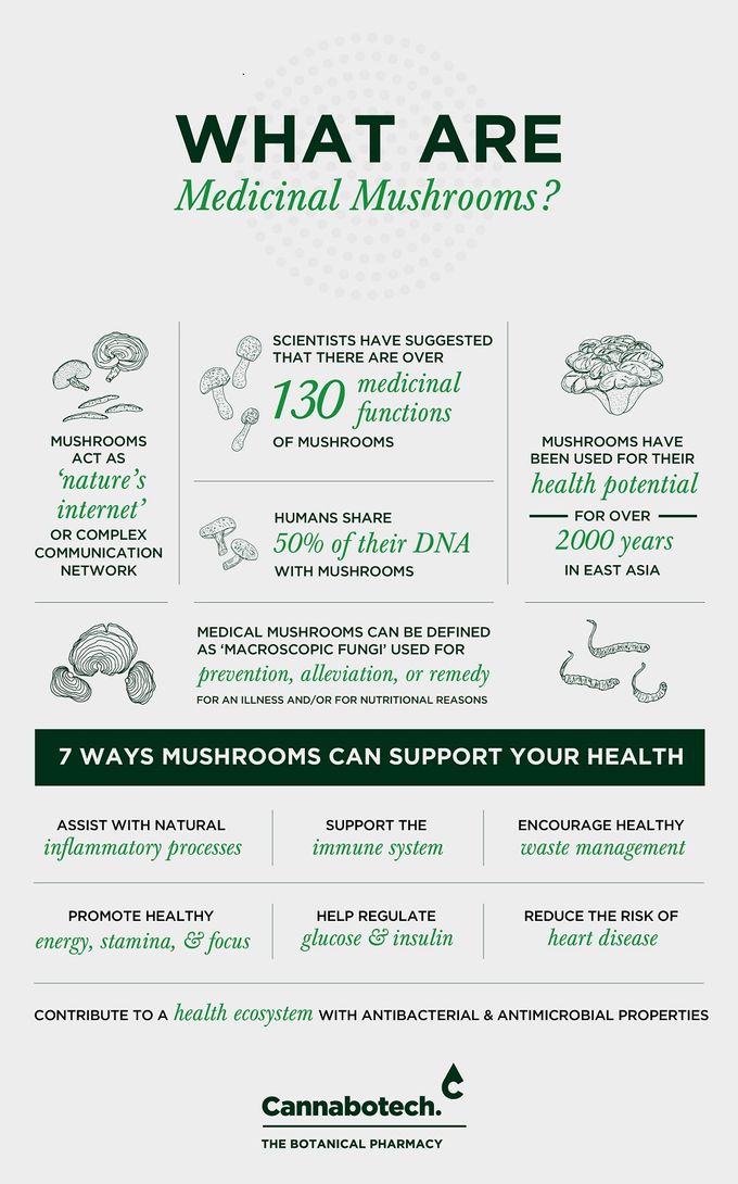 Infographic describing what medicinal mushrooms are and showcasing their benefits to the immune system