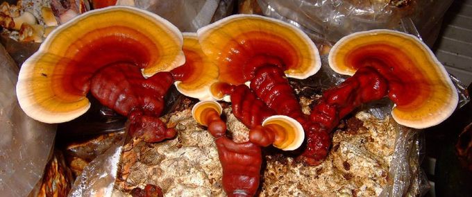 Preventive Care With Medical Mushrooms: 5 Reishi Mushroom Benefits