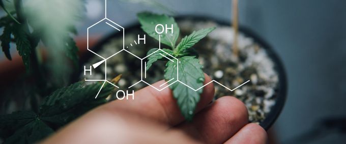 What is the role of plant cannabinoids?