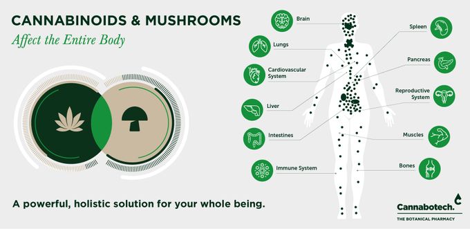 mushrooms and CBD infographic bodily systems icons