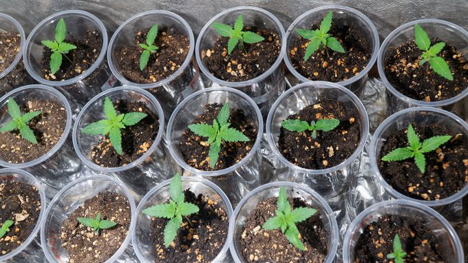 Dozens of cannabis seedlings being grown and cultivated indoors for CBD products