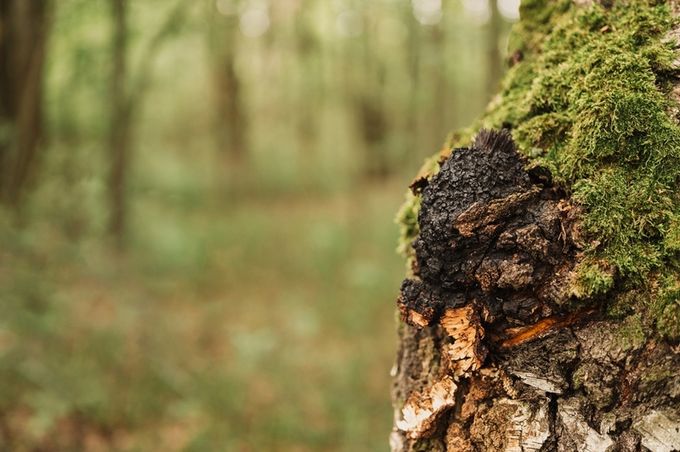 Dark Chaga fungus growing on the side of a birch tree in a forest