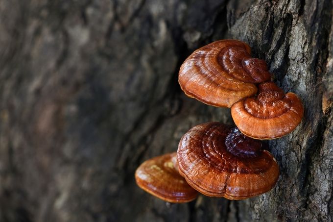 Brown Reishi mushrooms growing on the side of a thick tree