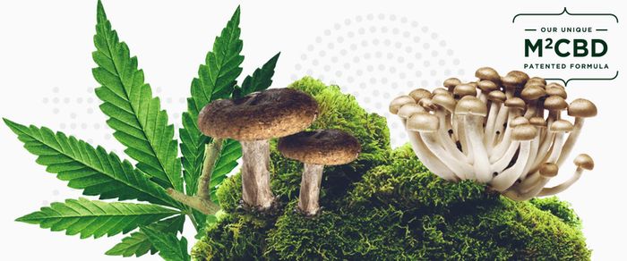 Infographic reading "M2CBD formula" next to green cannabis leaves and mushrooms