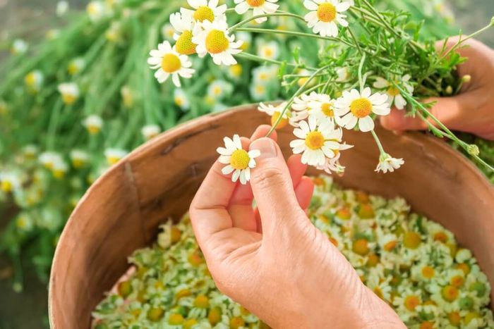 Two hands picking fresh chamomile flowers, collecting the petals and pistils in a wooden bucket.