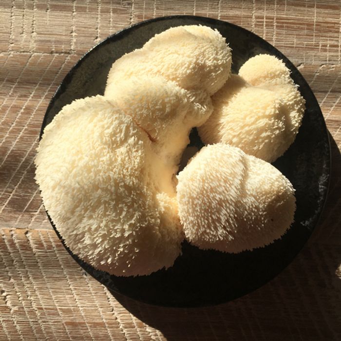 Fresh Lion's Mane mushrooms harvested and resting in a wooden bowl