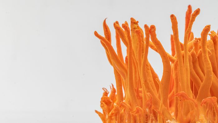 Clump of bright orange harvested Cordyceps fungus 