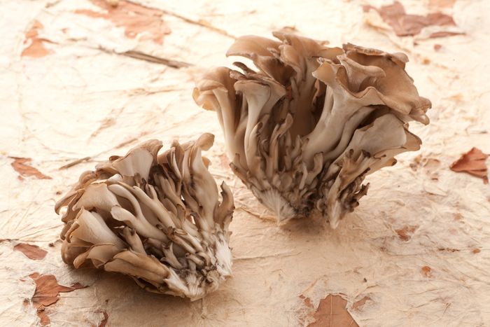 Two clumps of harvested Maitake mushrooms ready to be dried and consumed