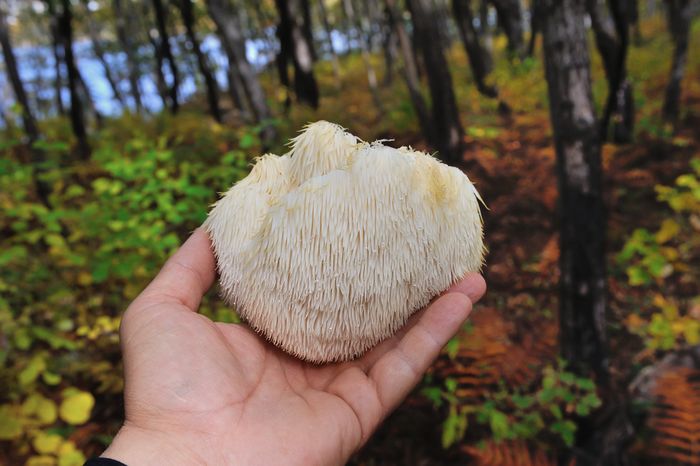 Man holding up Lion's Mane mushrooms growing in nature