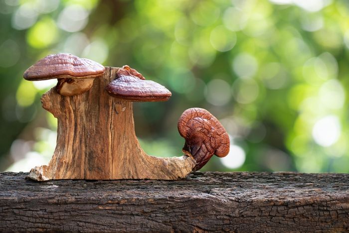 Red Reishi mushrooms growing on the side of a tree stump in the forest
