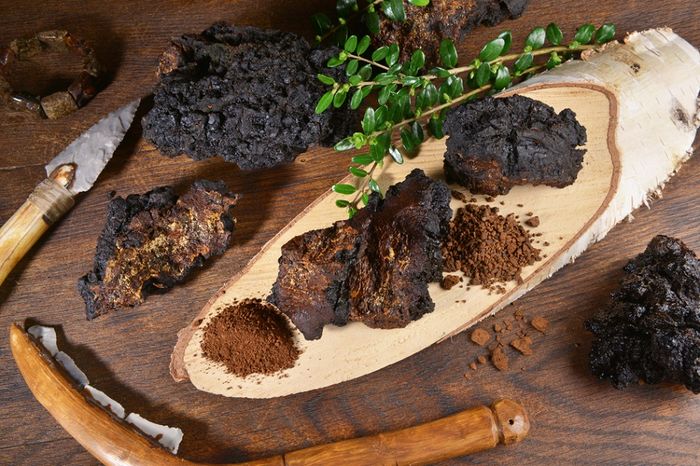 Harvested Chaga mushrooms surrounded by powdered extracts and primitive tools