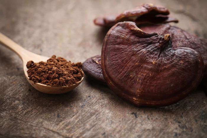 Raw Reishi Mushrooms next to dried and powdered Reishi Mushroom extract