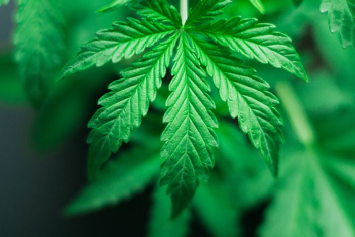 Closeup of cannabis leaves on cannabis plant intended for CBD usage