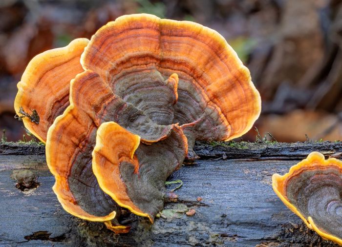 Natural Turkey Tail mushrooms growing on the side of a tree in nature