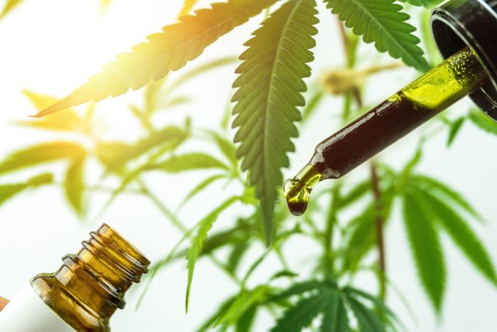 Full-Spectrum CBD: What Is It, Benefits, Legality, & More  main image
