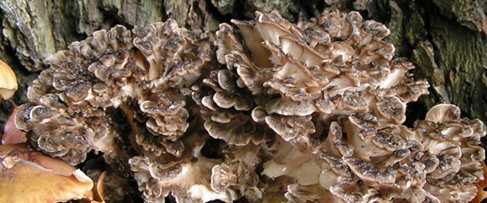 The Definitive Guide To Maitake Mushrooms