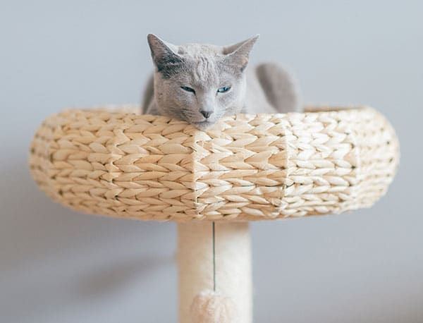 a gray cat laying on top of a cat tree