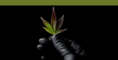 How Zamnesia maintained stable payment processing in cannabis retail 