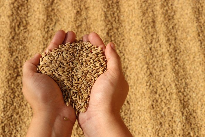 a person holding a handful of grain in their hands