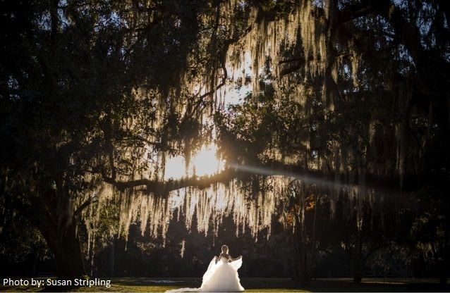 A bride and groom standing under a large tree. Photo by: Susan Stripling