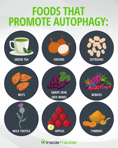 a poster with different foods that promote autophagy